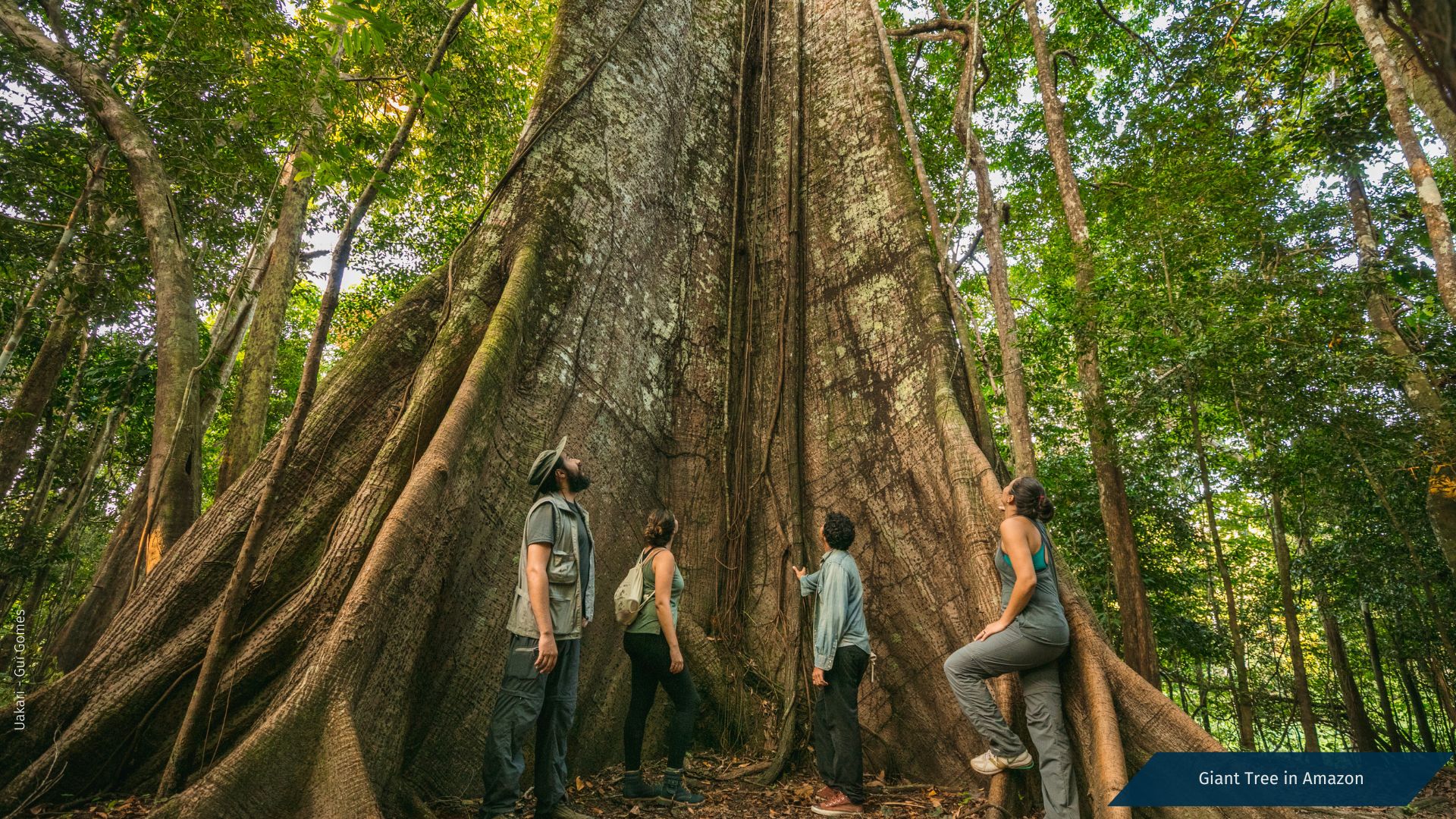 Immersion in Brazilian Nature