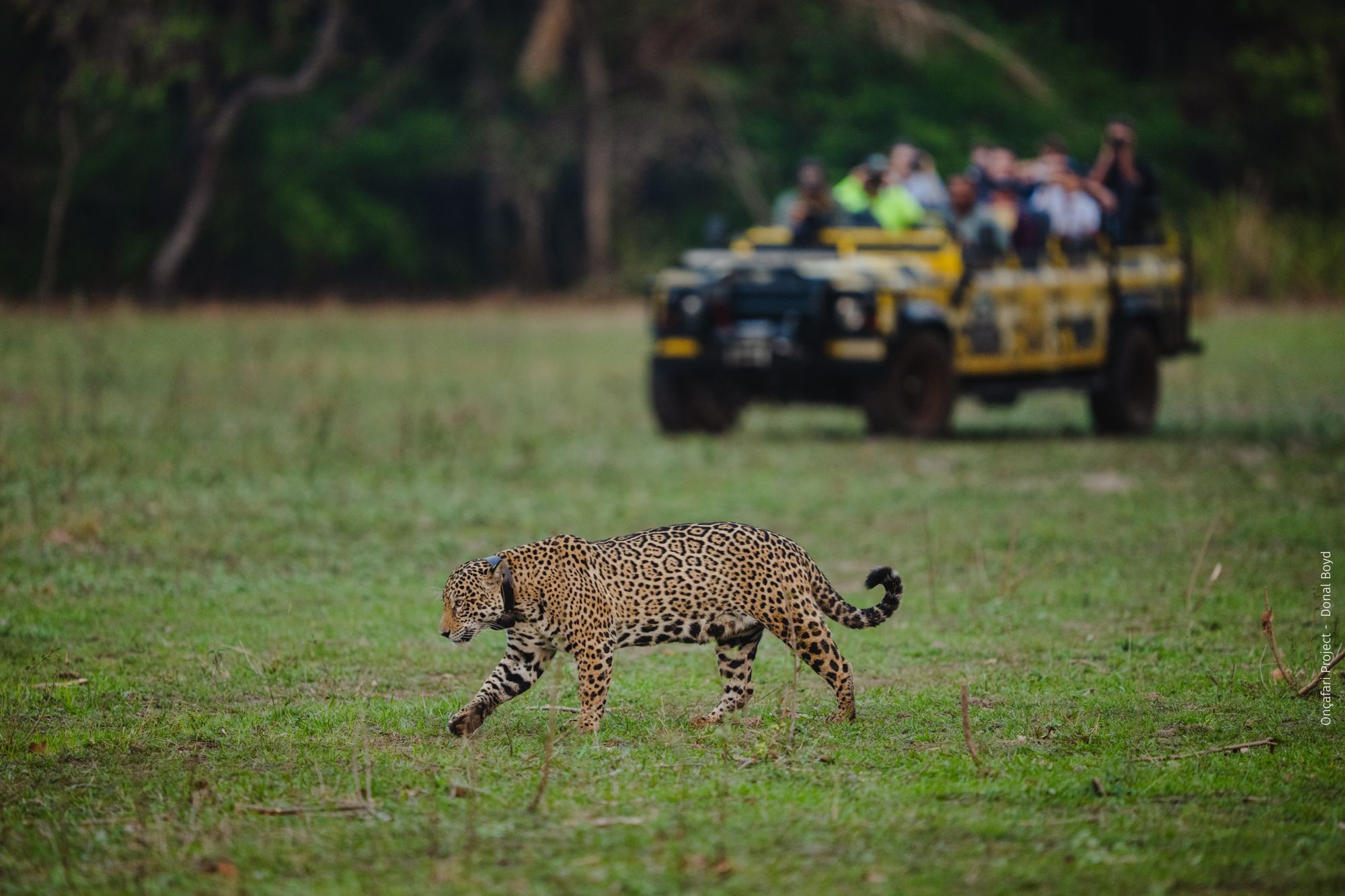 Onçafari Conservation Project Wildlife Encounter with Expert Biologist