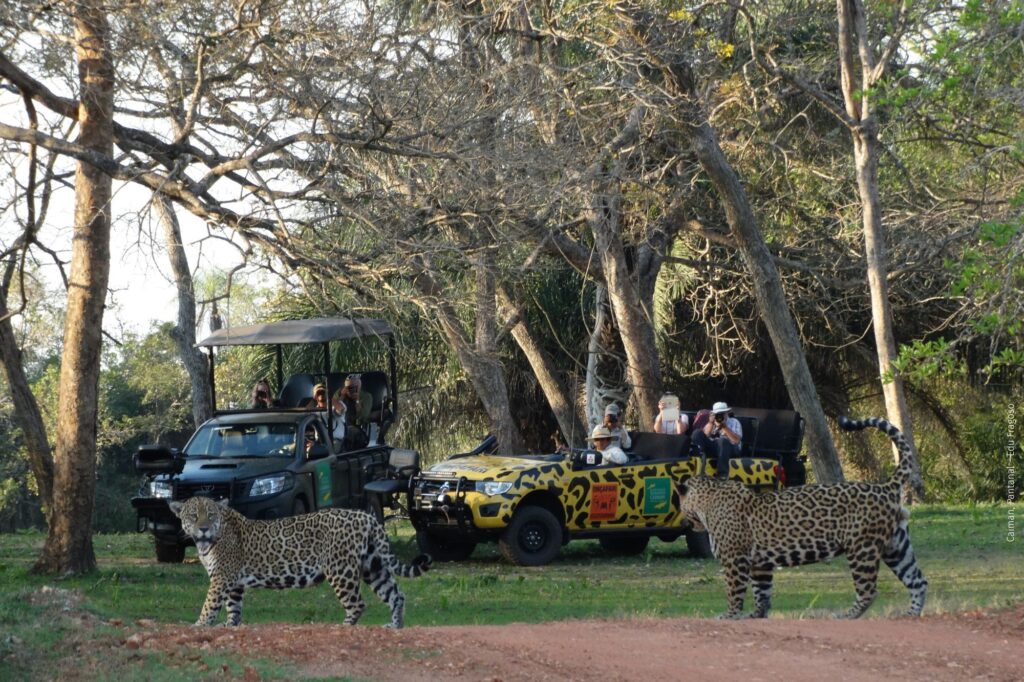 Onçafari Conservation Project Wildlife Encounter with Expert Biologist