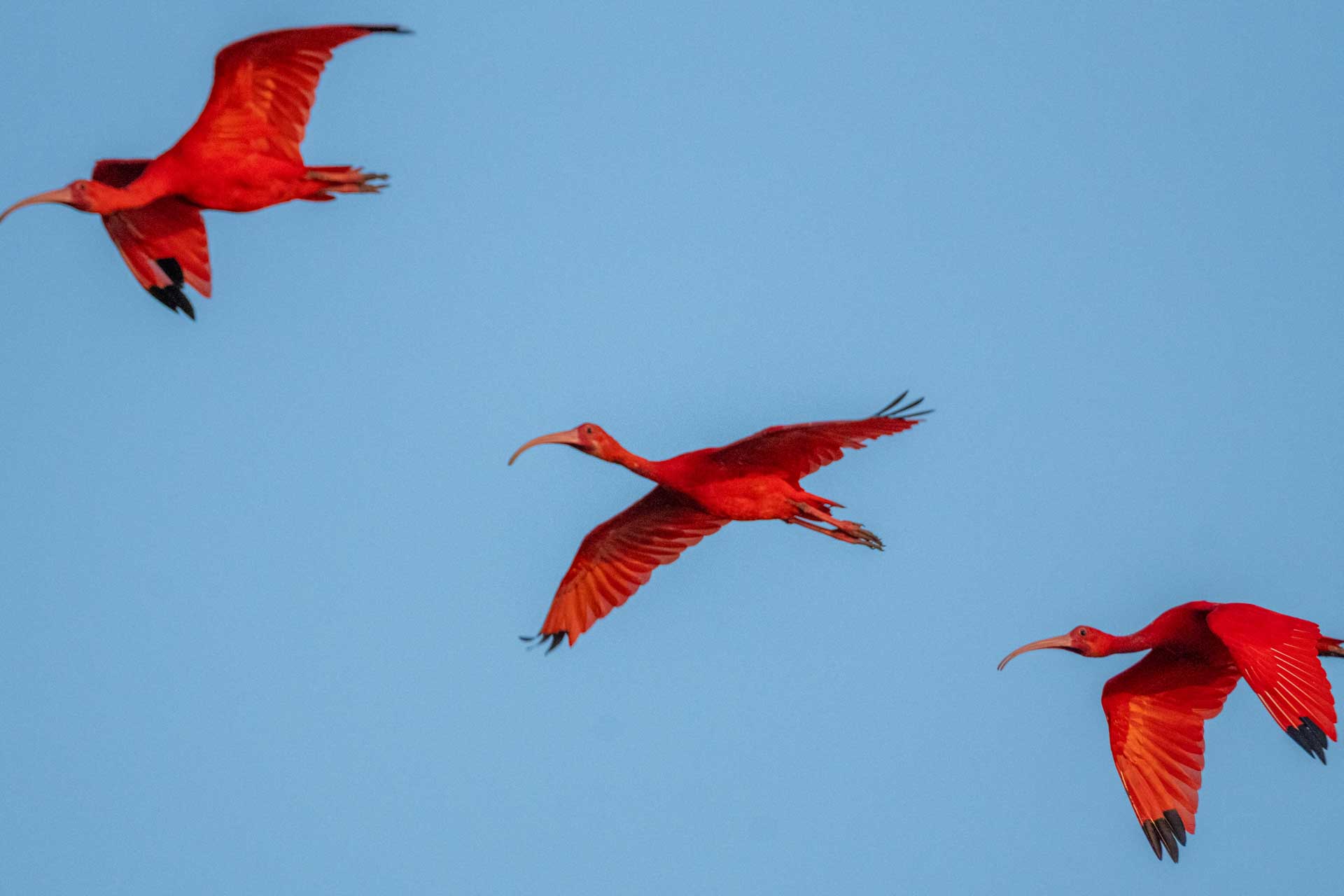 Flock of the Guarás bird Sunset Spectacle