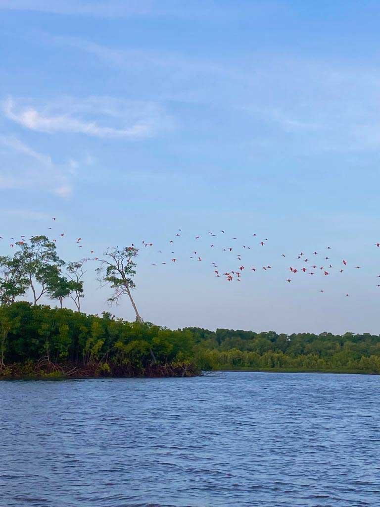 Flock of the Guarás bird Sunset Spectacle