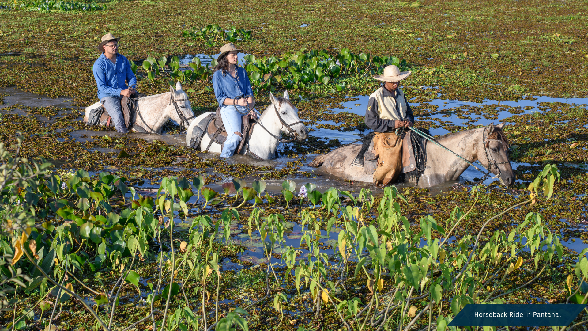Immersion in Brazilian Nature
