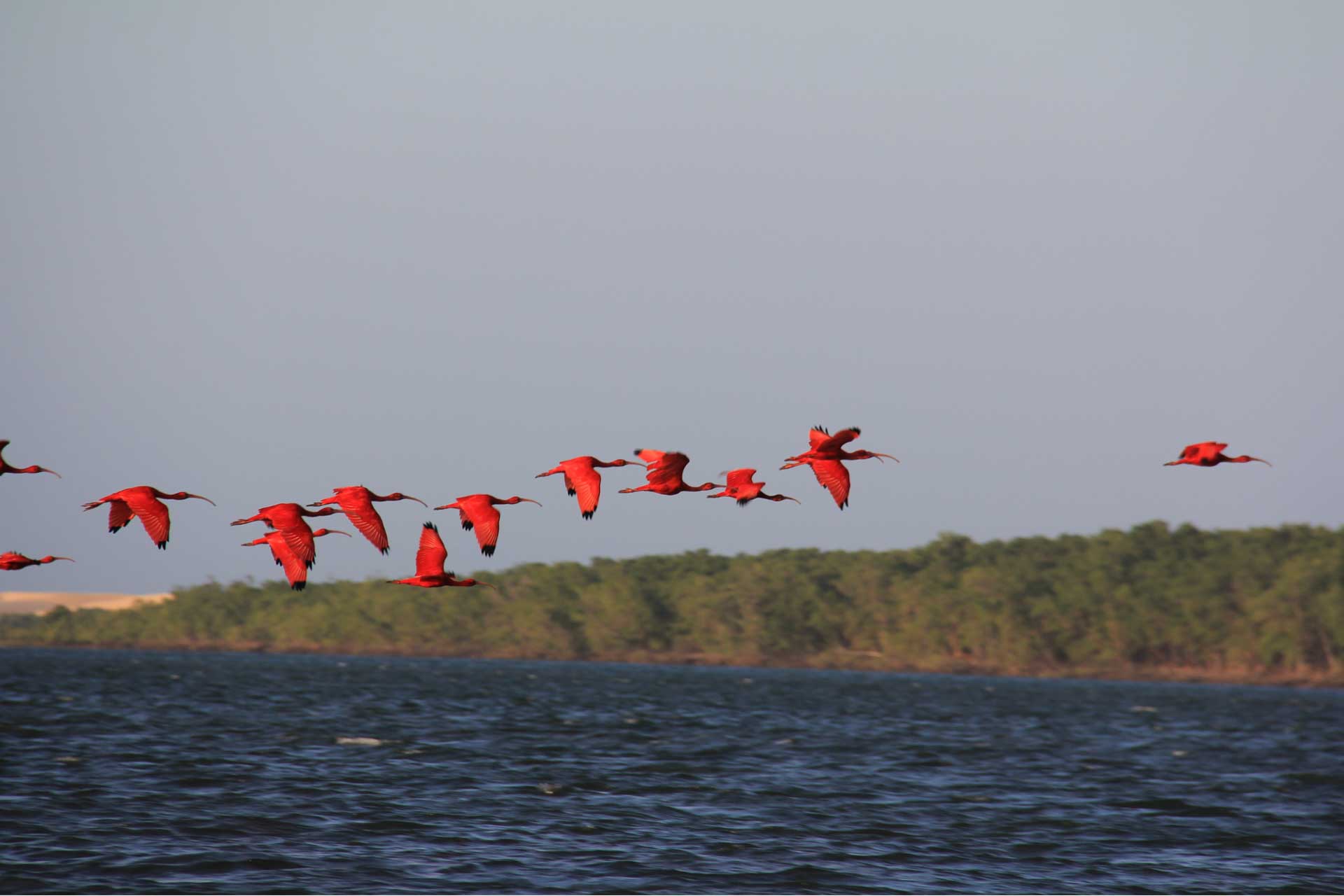 Flock of the Guarás bird Sunset Spectacle