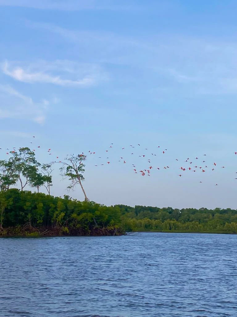 Espectáculo del Atardecer con la Bandada de Guarás