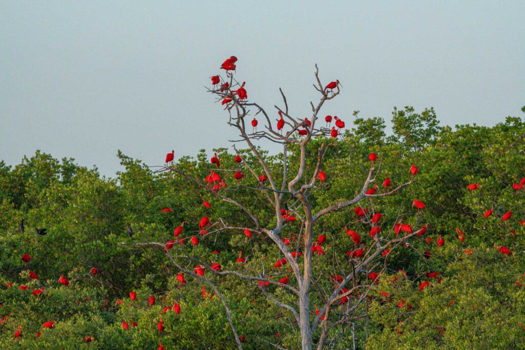 Flock of the Guarás bird Sunset Spectacle